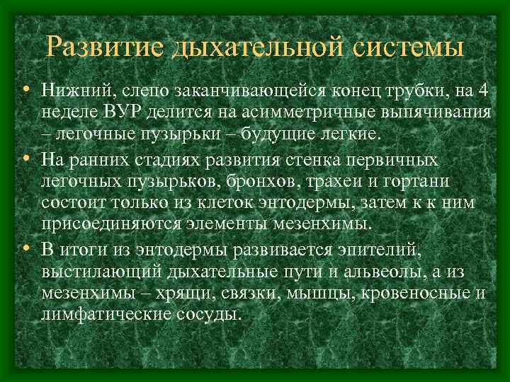  Развитие дыхательной системы • Нижний, слепо заканчивающейся конец трубки, на 4  неделе