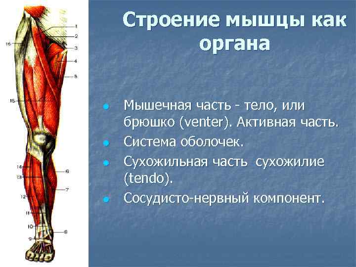   Строение мышцы как  органа  l  Мышечная часть - тело,