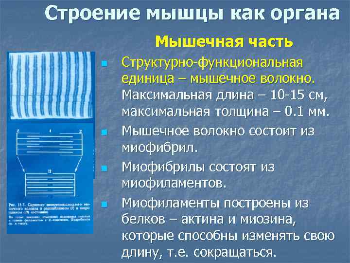 Строение мышцы как органа   Мышечная часть n  Структурно-функциональная   единица