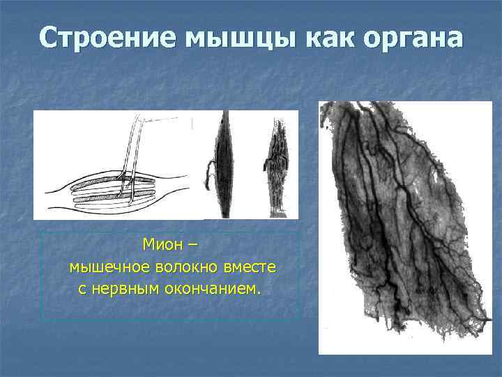 Строение мышцы как органа   Мион – мышечное волокно вместе  с нервным