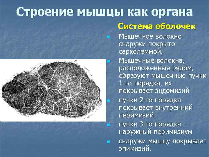 Строение мышцы как органа   Система оболочек   n  Мышечное волокно