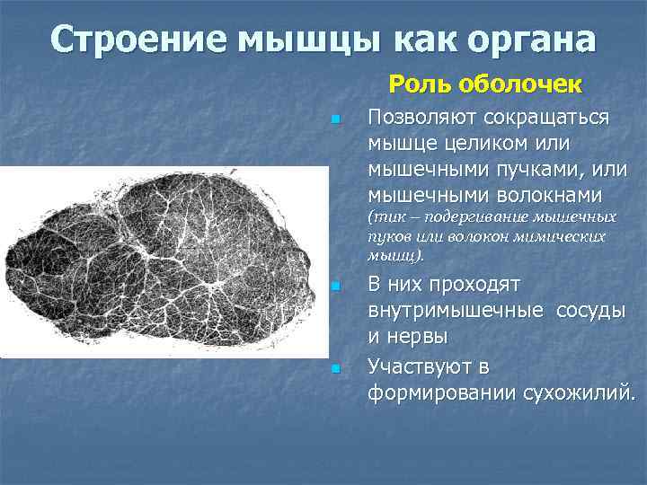 Строение мышцы как органа    Роль оболочек   n  Позволяют