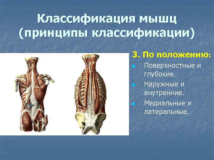   Классификация мышц (принципы классификации)    3. По положению:  