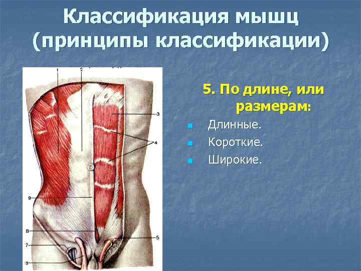   Классификация мышц (принципы классификации)   5. По длине, или  