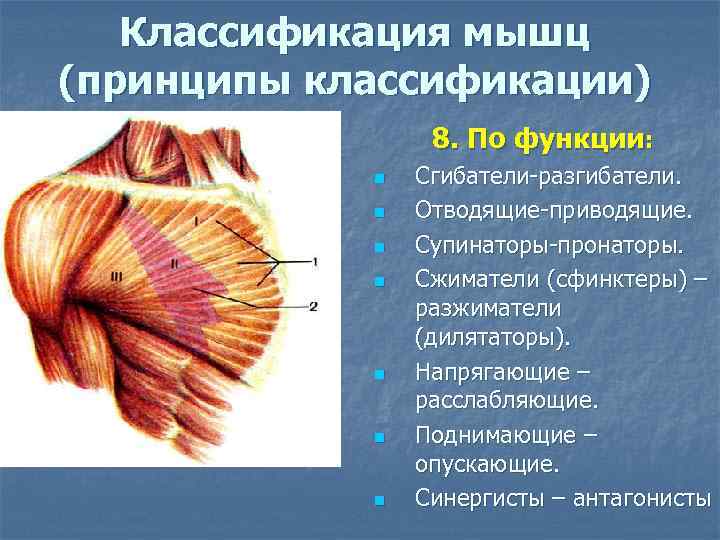   Классификация мышц (принципы классификации)   8. По функции:   n