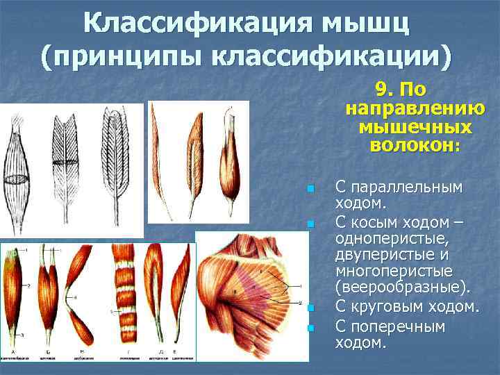   Классификация мышц (принципы классификации)    9. По   
