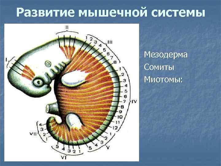 Развитие мышечной системы    Мезодерма   Сомиты   Миотомы: 