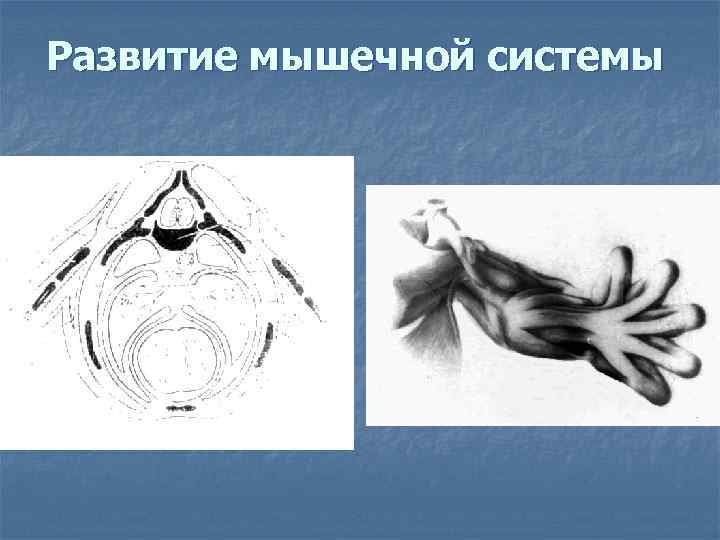 Развитие мышечной системы 