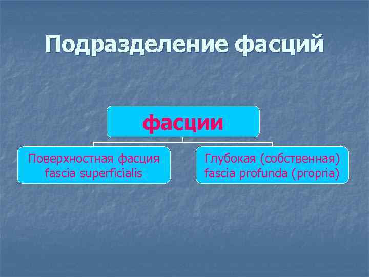  Подразделение фасций     фасции Поверхностная фасция Глубокая (собственная)  fascia