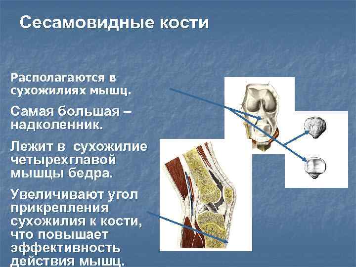 Где находится надколенник у человека фото