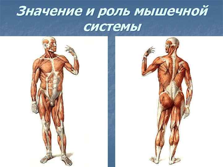 Значение и роль мышечной   системы 
