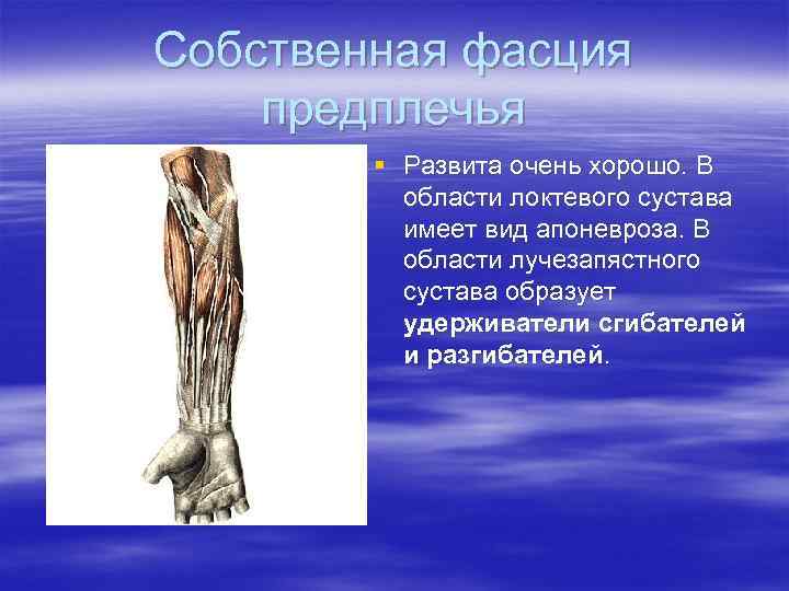 Собственная фасция предплечья   § Развита очень хорошо. В  области локтевого сустава