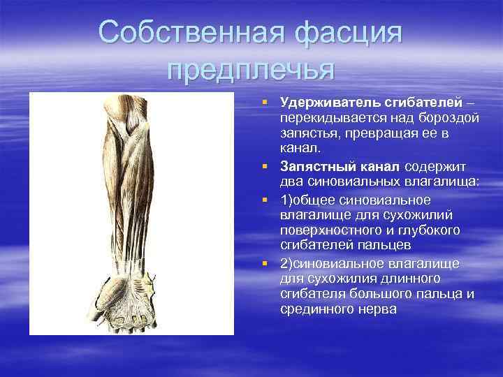 Собственная фасция предплечья   § Удерживатель сгибателей –  перекидывается над бороздой 