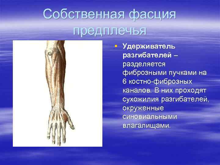 Собственная фасция предплечья   § Удерживатель  разгибателей –  разделяется  фиброзными