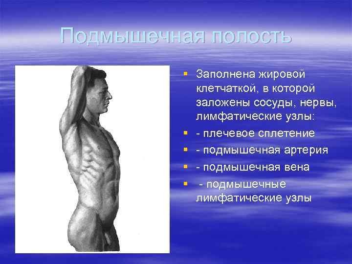 Подмышечная полость  § Заполнена жировой   клетчаткой, в которой   заложены