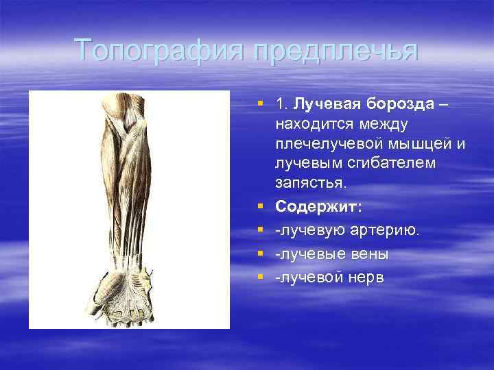 Топография предплечья  § 1. Лучевая борозда –   находится между  