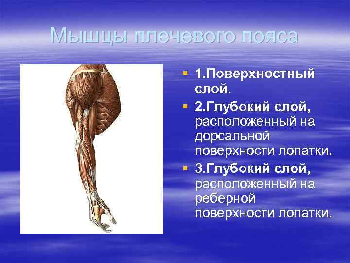 Мышцы плечевого пояса  § 1. Поверхностный   слой.   § 2.