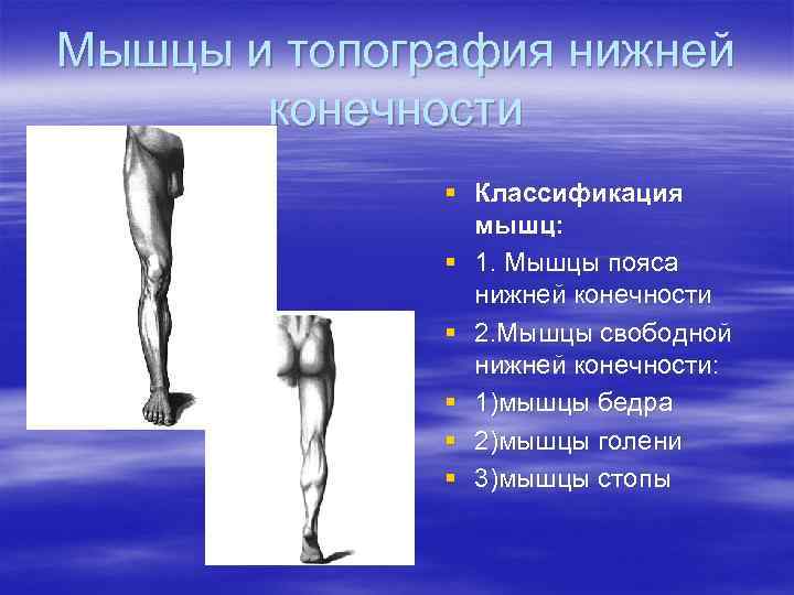 Мышцы и топография нижней  конечности    § Классификация   мышц: