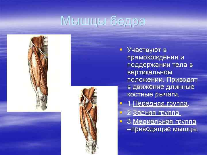 Мышцы бедра   § Участвуют в   прямохождении и   поддержании