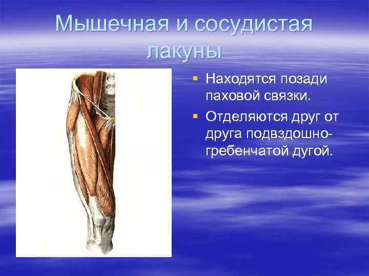 Мышечная и сосудистая  лакуны  § Находятся позади   паховой связки. 