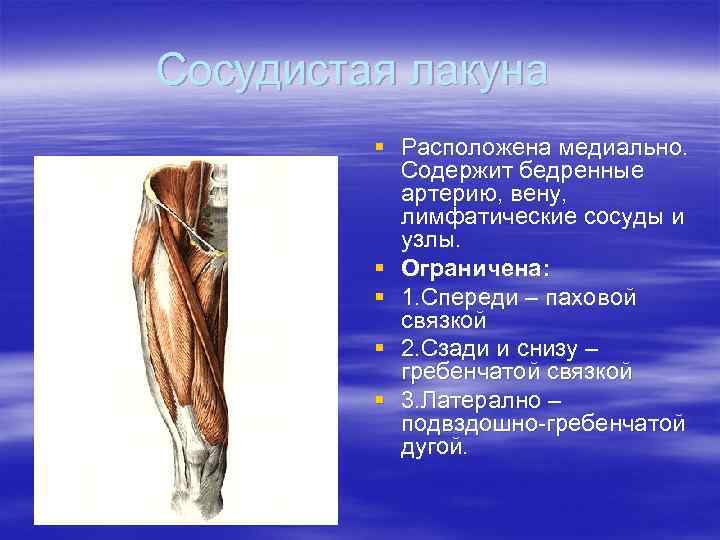 Сосудистая лакуна   § Расположена медиально.   Содержит бедренные  артерию, вену,