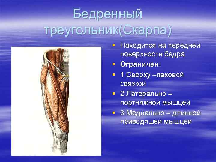   Бедренный треугольник(Скарпа)  § Находится на передней   поверхности бедра. 