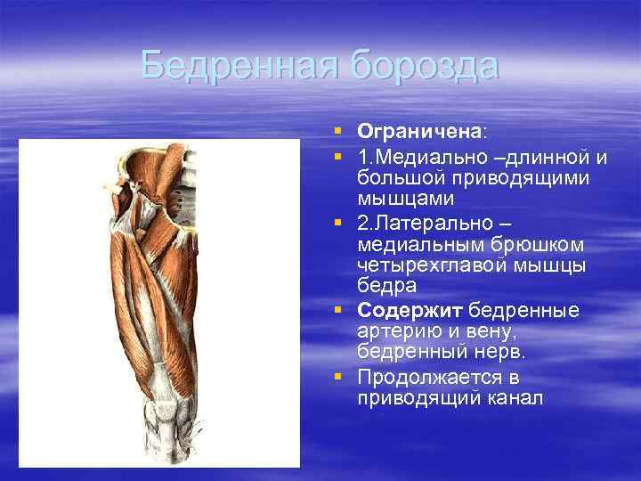 Бедренная борозда   § Ограничена:  § 1. Медиально –длинной и  большой