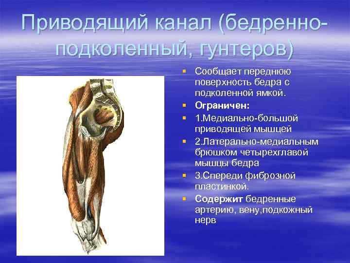 Приводящий канал (бедренно-  подколенный, гунтеров)    § Сообщает переднюю  