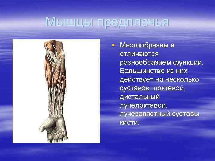 Мышцы предплечья   § Многообразны и  отличаются  разнообразием функций.  Большинство