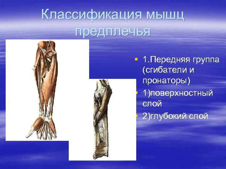 Классификация мышц предплечья  § 1. Передняя группа   (сгибатели и  