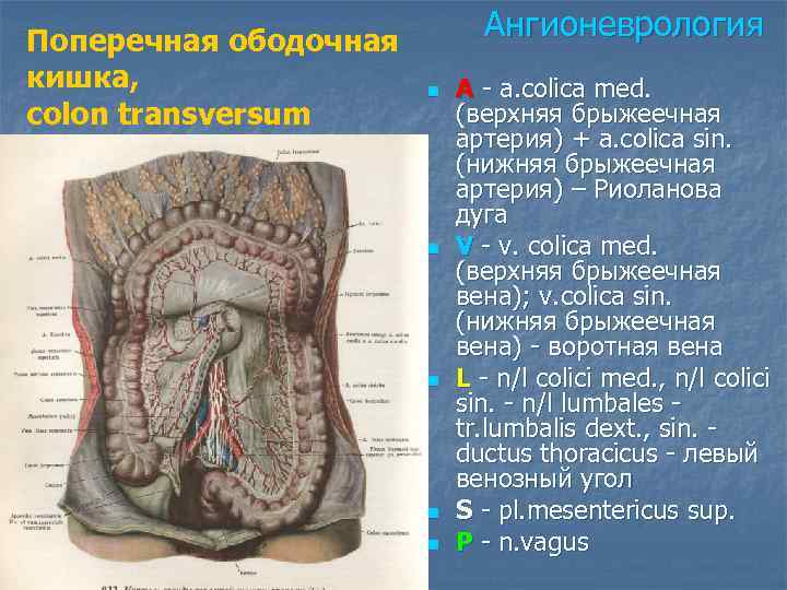 Поперечная ободочная   Ангионеврология кишка,   n  A - a. colica