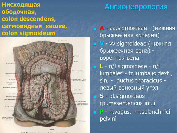 Нисходящая    Ангионеврология ободочная, colon descendens, сигмовидная кишка,  n  A
