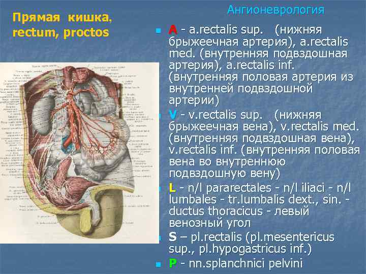        Ангионеврология Прямая кишка, rectum, proctos  n