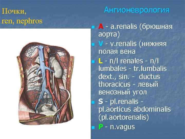 Почки,    Ангионеврология ren, nephros    n  A -