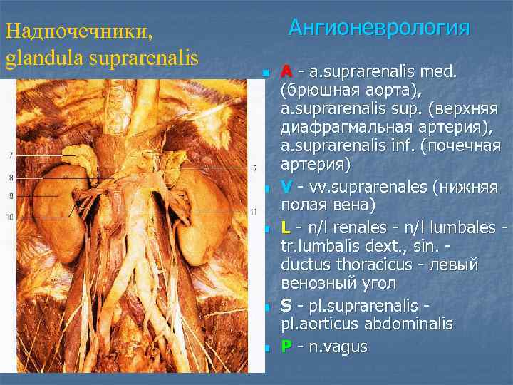 Надпочечники,   Ангионеврология glandula suprarenalis     n  A -