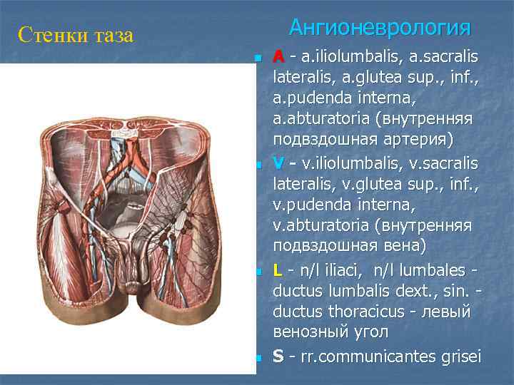 Стенки таза   Ангионеврология    n  A - a. iliolumbalis,
