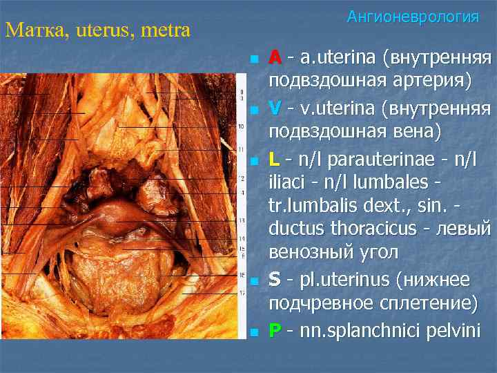       Ангионеврология Матка, uterus, metra    n