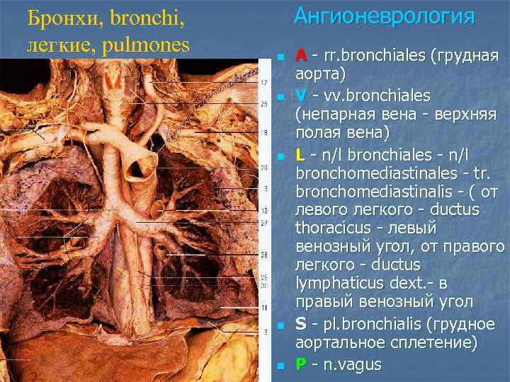 Бронхи, bronchi,  Ангионеврология легкие, pulmones  n  A - rr. bronchiales (грудная
