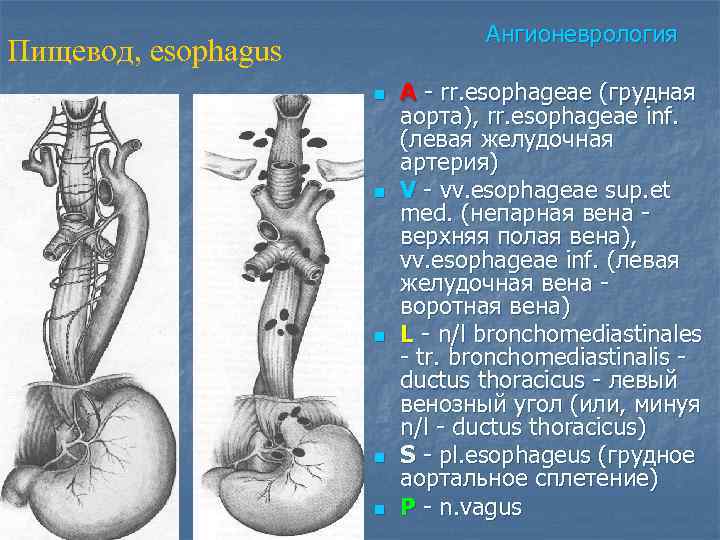       Ангионеврология Пищевод, esophagus     n