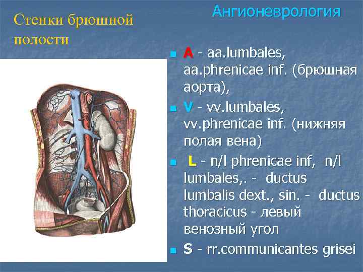 Стенки подмышечной полости их кровоснабжение и иннервация