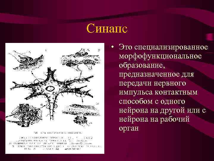 Синапс • Это специализированное морфофункциональное образование,  предназначенное для передачи нервного импульса контактным способом