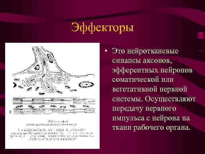 Эффекторы • Это нейротканевые  синапсы аксонов,  эфферентных нейронов  соматической или 