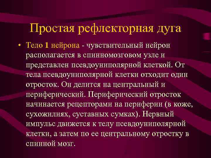   Простая рефлекторная дуга • Тело 1 нейрона - чувствительный нейрон  располагается