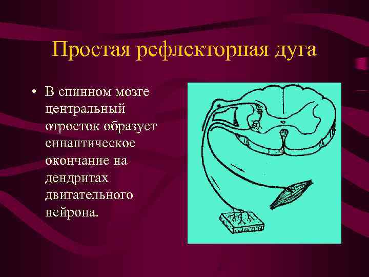   Простая рефлекторная дуга • В спинном мозге  центральный  отросток образует
