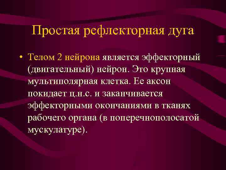  Простая рефлекторная дуга • Телом 2 нейрона является эффекторный  (двигательный) нейрон. Это