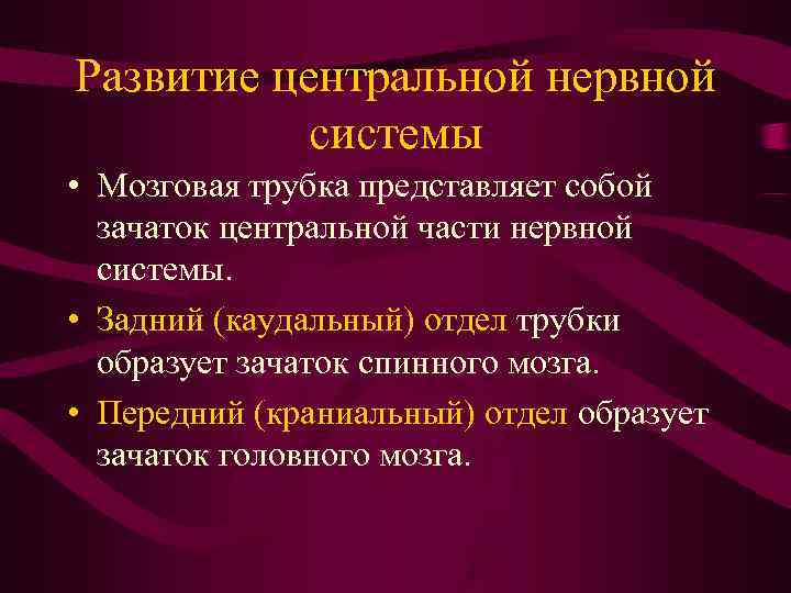 Развитие центральной нервной  системы • Мозговая трубка представляет собой  зачаток центральной части