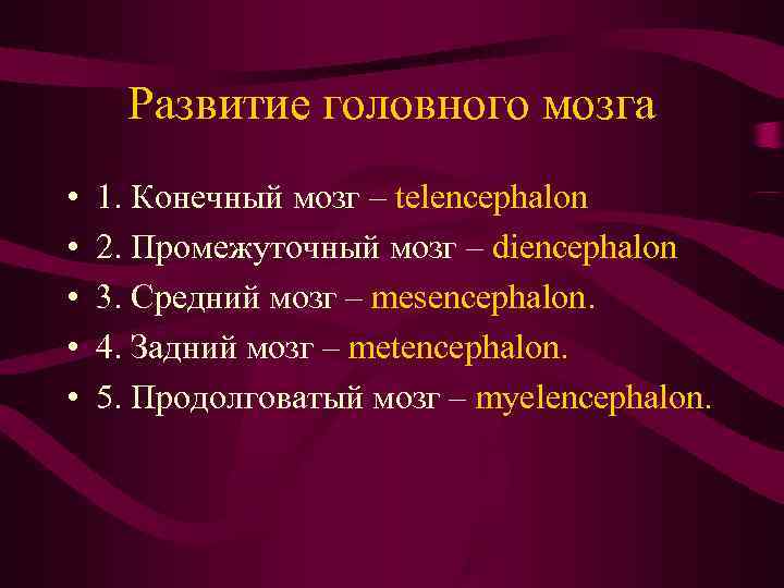  Развитие головного мозга •  1. Конечный мозг – telencephalon •  2.