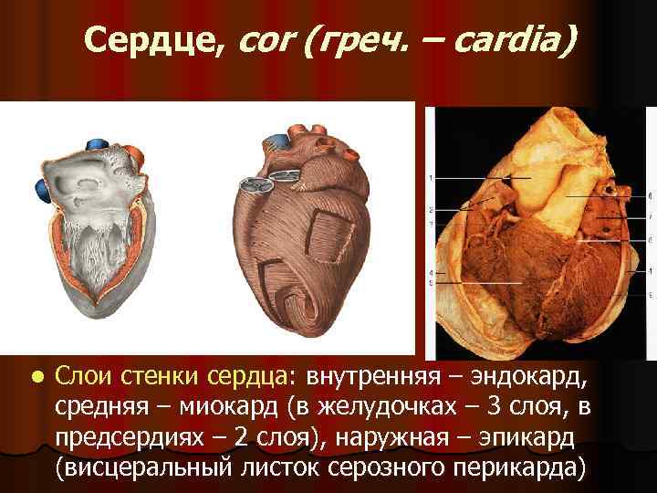 Сердце, cor (греч. – cardia) l  Слои стенки сердца: внутренняя – эндокард,