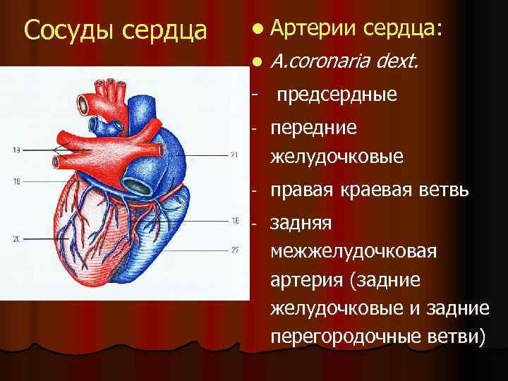 Сосуды сердца  l Артерии сердца:   l  A. coronaria dext. 