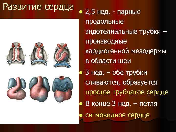 Развитие сердца  l  2, 5 нед. - парные    продольные